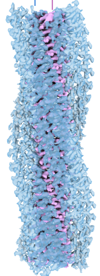 Original blue glycans and purple protein core