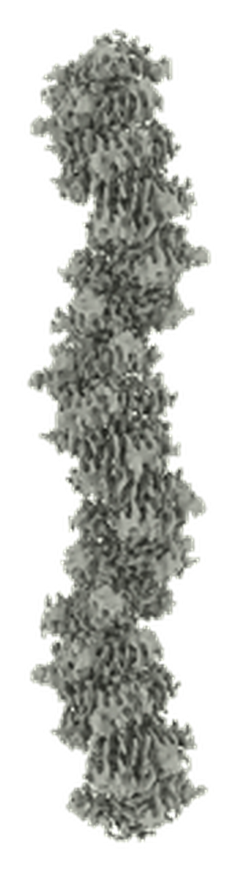 GF-1L6R1 Complete cryo-EM structure
