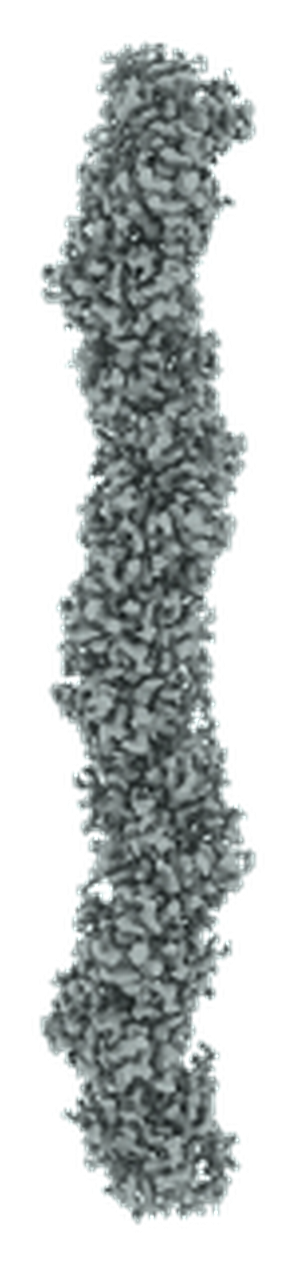 GF-1L8R1 Complete cryo-EM structure