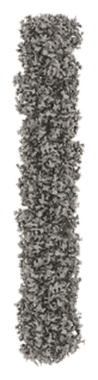 GF-IPT1 Complete cryo-EM structure